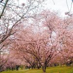 38ª Festa das Cerejeiras floreia o Parque do Carmo